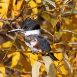 Belted Kingfisher in Riparian Willow-Allen Bertke