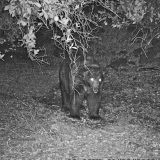 Black Bear Visits Ojai Orchard-Emily Ayala