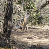 Grey Fox on Fox Canyon Trail-Bardley Smith