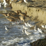 Marbled Godwits, Sanderlins, and Egrets Feed-Dave Hubbard