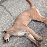 Mountain Lion Killed on Highway 33 Foster Park-Kim Stroud
