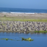 Pelicans, Ventura River Estuary-SB Channelkeeper