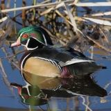 Wood Duck, Lake Casitas-Allen Bertke