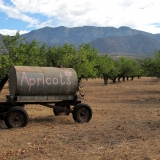 Apricots Upper Ojai-Lorraine Walter