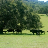 Cows in Pasture-Mike Williams