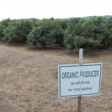 Organic Avocados Ojai-Lorraine Walter