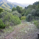 Chaparral Habitat, Murietta Canyon-Mary Meyer