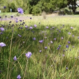 Grasslands with Native Bluedicks-Mary Meyer