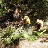 Cal Cons Corps removing palms stewart creek-Brian Stark