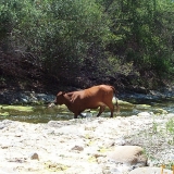 Livestock, San Antonio Creek-SB Channelkeeper