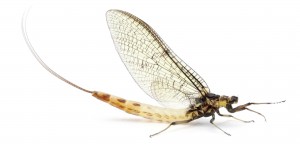 mayfly (1)